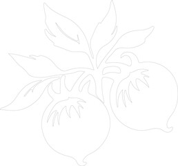 Obraz premium tomatillo outline