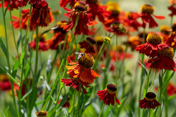 Helenium autumnale common sneezeweed in bloom, bunch of red orange yellow flowering flowers, tall shrub