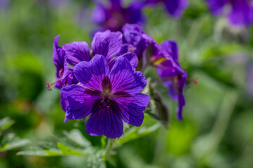 Geranium magnificum beautiful purple cranesbills in bloom, ornamental flowering plants in the garden in daylight