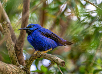 Yellow kegged honeycreeper in tree perched