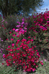 Magnifiques fleurs Ficoïdes en bordure de route en Bretagne