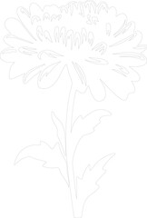 aster outline