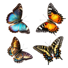 Obraz premium Colorful main butterfly colors