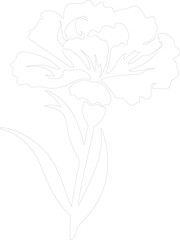 carnation outline