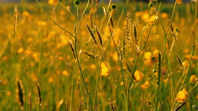 Yellow buttercup wild flowers in tall grass meadow