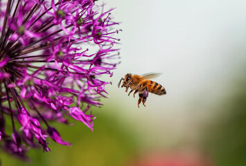 a small hardworking bee collects nectar from a flower in a summer meadow