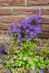 Blue to purple colored bellflowers (Campanula) growing against a wall