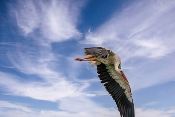 Obraz premium Fliegender Weißstorch im blauem Himmel