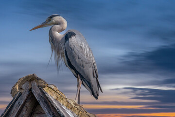 Graureiher in Melsungen an der Fulda