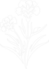 dianthus outline