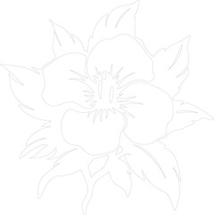 Fototapeta premium gardenia outline