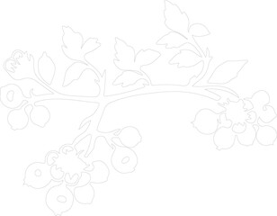 Obraz premium hawthorn outline