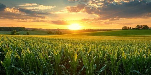 Countryside with sunset over corn field, Generative AI