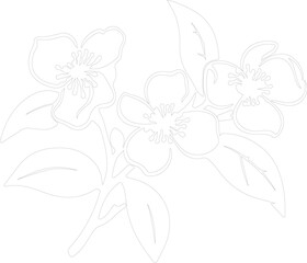 mock orange outline