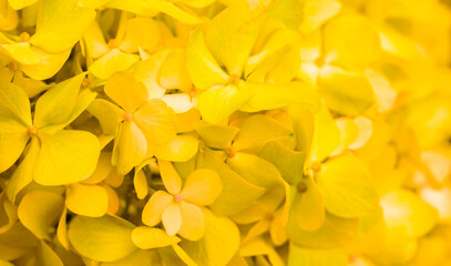 Obraz premium Yellow flowers close-up. Bouquet of colorful flowers. City flower beds, a beautiful and well-kept garden with flowering shrubs.