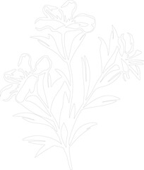 oleander outline