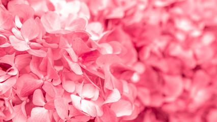 Pink flowers close up. Bouquet of red flowers. City flower beds, a beautiful and well-groomed garden with flowering bushes.