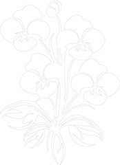 pansy outline