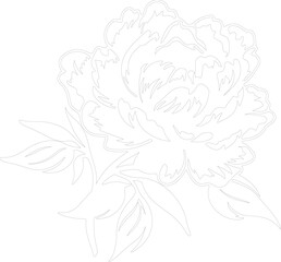 peony outline
