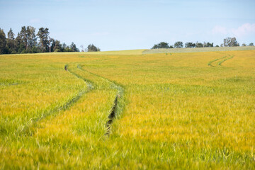 Spring wheat field with tractor furrows