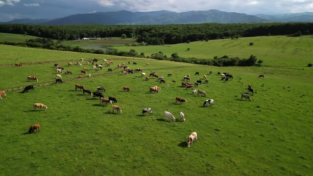 Aerial drone footage of cows on green field. Cattle on green field. Cow farm. The herd of cows is feeding in the field.