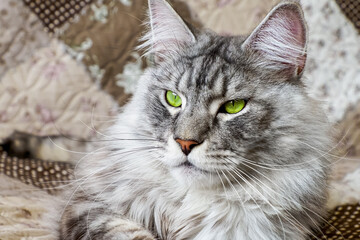 Cat. Maine coon. Portrait. Pet. A fluffy purebred cat with green eyes.