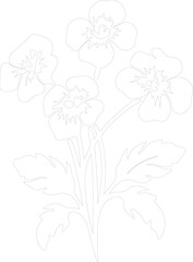 primrose outline