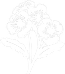 primrose outline