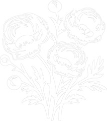 ranunculus outline