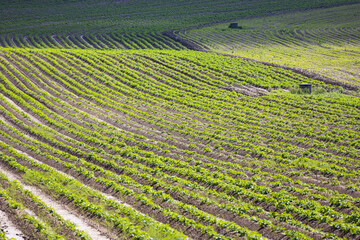 Cultivated land - spring field with planted potatoes plants