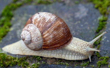 Schnecke mit Häuschen***