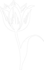 tulip outline