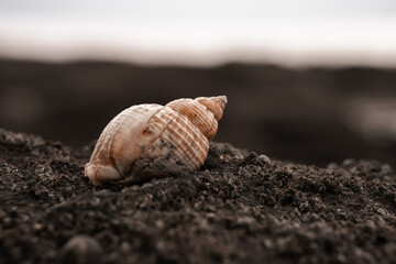Screw seashell on a beach landscape, sea shell wallpaper