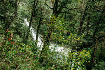 Fototapeta premium waterfall in the forest