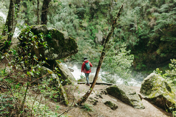 Fototapeta premium woman hiking in the forest