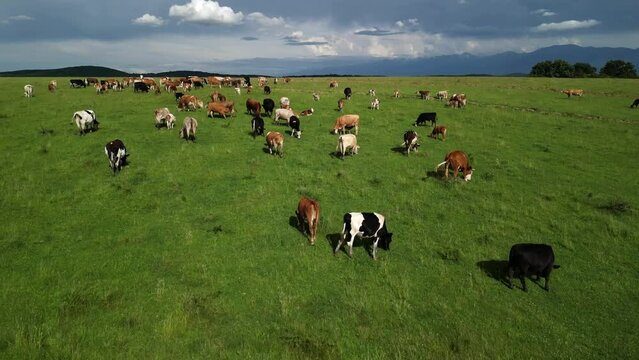 Aerial drone footage of cows on green field. Cattle on green field. Cow farm. The herd of cows is feeding in the field.