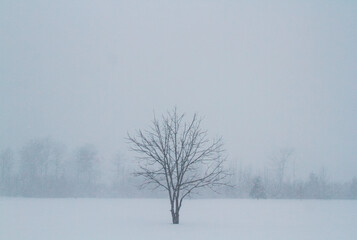 A small tree sits alone in the middle of a snowy field while a blizzard rages all around it.