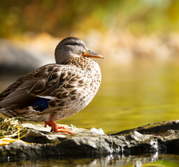 A solitary grass duck sits by the waters edge on a warm day in early fall on the outskirts of Ottawa, Ontario.
