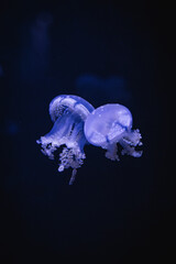 Two small purple jellyfish embrace each other against a dark blur backdrop backdrop © Thomas E. Lee