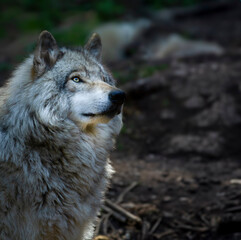 Fototapeta premium Lone, backlight grey wolf searches for prey on a green, rocky hill in Quebec, Canada