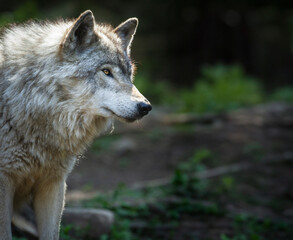 Lone, backlight grey wolf searches for prey on a green, rocky hill in Quebec, Canada