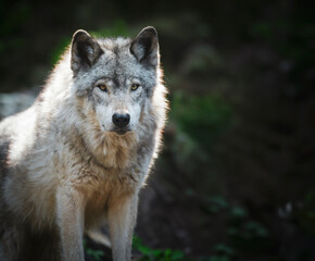 Obraz premium Lone, backlight grey wolf staring at the camera on a green, rocky hill.