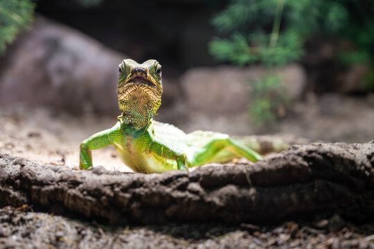 A Chinese Water Dragon, Physignatus cocincinus, perches attentively on a sunlit log, its scales shimmering in the natural light.