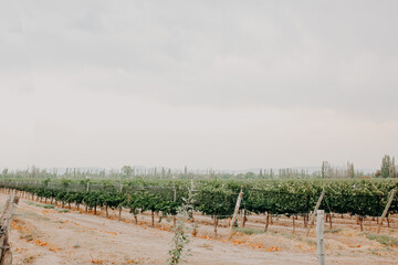 vineyard in the morning