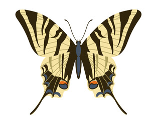 Obraz premium Colorful butterfly Podalirium, Iphiclides Podalirius. 