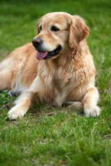 A beautiful female young golden retriever is resting on the grass