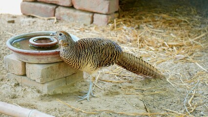 Female Common Pheasant Phasianus colchicus in the wild looking for food. Drinking water deep in the forest during summer and turns its head to the right, Grey peacock-pheasant.