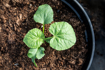 Close -up of cucumber plant in a pot with peat soil, organic backyard gardening