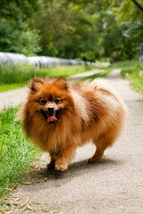 Red Spitz dog for a walk in the park. Spitz dog close up.