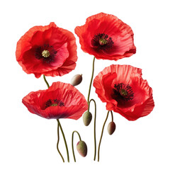 Red Poppy Flowers in Full Bloom on Isolated Background, Floral and Natural Botanical Design